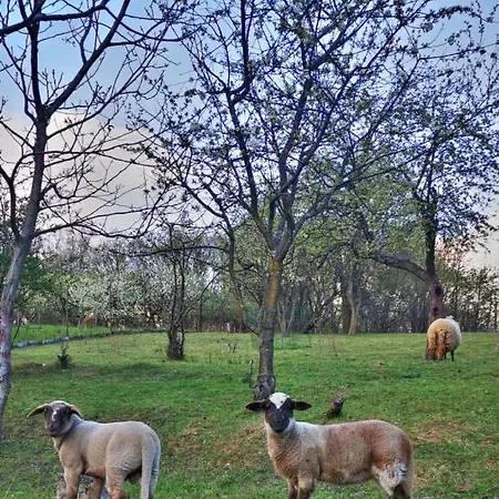 בית נופש Gabika *
