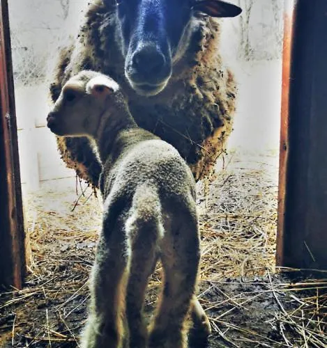 別荘 Gabika コシツェ